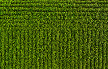 Drone View Of Green Soybean Field