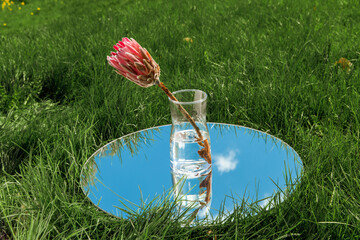 Wall Mural - nature concept - artichoke flower in vase and sky reflection in round mirror on summer field