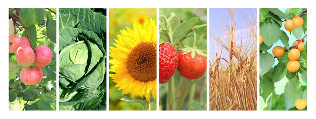 Sticker - Set of vertical banners with agricultural products. Agriculture collage with fresh fruits, berries, vegetables, rye, sunflowers