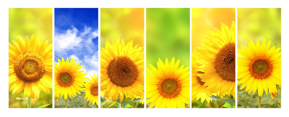 Fotomurales - Set of vertical banners with agricultural products. Agriculture collage with sunflowers