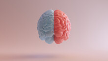 Human Brain Anatomy Red Blue Feminine Masculine Hemispheres Mind Science Creative Idea Back View 3d Illustration Render