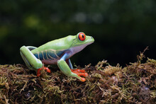 Red-eyed Tree Frog (Agalychnis Callidryas) Posing On A Mossy Wood.