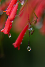 Wet Red Tiny Tropical Flowers After Rain With Flow Down Water Drops With Reflection Inside On Dark Green Blur Background, Macro, Copy Space, Vertical.