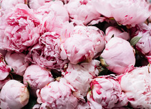 Beautiful Blossoming Pink Sarah Bernhardt Peony Bunch Close Up Texture