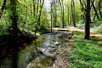 Wall Mural - A view of a small stream flowing through a dense forest or moor with both its coast being covered with grass, reeds, and other herbs spotted on a sunny summer day on a Polish countryside