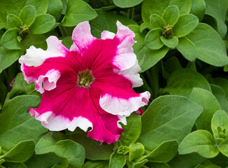 Wall Mural - Beautiful petunia flower on a background of leaves