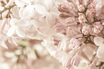 pale pink beige neutral color little lilac flowers and closed buds on blur floral background for wed