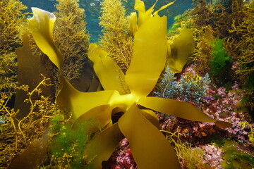 Various marine algae underwater, Atlantic ocean seaweeds, Spain