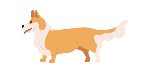 Wall Mural - Cute dog of Welsh corgi breed. Purebred bicolor puppy profile. Canine animal standing, side view. Small adorable lovely Pembroke doggy, pup. Flat vector illustration isolated on white background