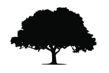 Single Big Oak Tree And Leaves Silhouette Vector, Isolated On White Background, Nature Environment Concept, Fill With Black Color Tree Icon, Oak Symbol Idea, Side View, Copy Space 