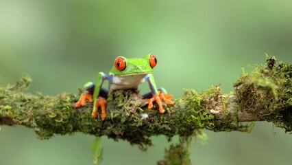 Wall Mural - a front on shot of a red-eyed tree frog sitting on a branch in a garden at sarapiqui in costa rica