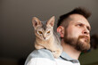 Abyssinian blue cat sitting on bearded man's shoulder. Habits and features of abyssinian cats. Love relationship, friendship between human and cat. Pets care. World cat day. Selective focus.