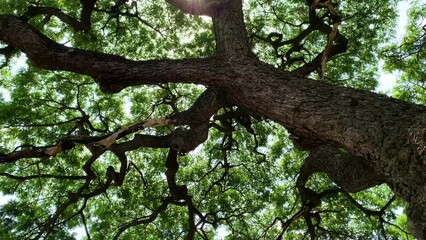 Wall Mural - Tilt up camera like point of view looking up sunlight through a tall tree