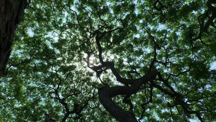 Wall Mural - Looking up at the big tree, sprawling branches and green leaves help block the sunlight