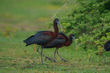 Fototapeta Zwierzęta - The glossy ibis is a wading bird in the ibis family Threskiornithidae. Glossy ibises feed in very shallow water and nest in freshwater.
