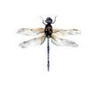 Watercolor dragonfly illustration. Hand-drawn insect animal painting isolated on white background