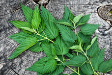 Bunch Of Fresh Stinging Nettle Leaves On Wooden Table, Top View. Freshly Harvested Plant. Spring Season, Medicinal Herbs.