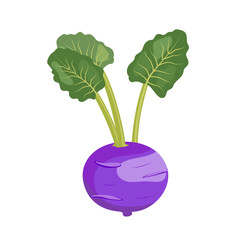 Wall Mural - Purple Kohlrabi cabbage with leaves, flat style vector illustration isolated on white background