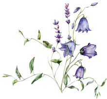 Watercolor Meadow Flowers Bouquet Of Campanula, Lavender And Bindweed. Hand Painted Floral Poster Of Wildflowers Isolated On White Background. Holiday Illustration For Design, Print, Background.