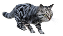 Silver Tabby Siberian Cat Walks In Hunting Pose. 3d Render Isolated On White