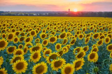 Wall Mural - field of blooming sunflowers