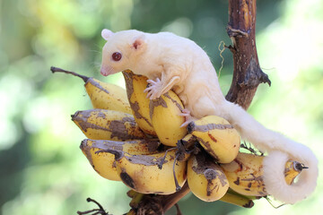 Wall Mural - A young albino sugar glider eating a ripe banana on a tree. This mammal has the scientific name Petaurus breviceps.