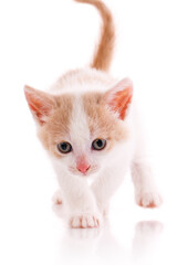 Wall Mural - White and red kitten close up on a white background.