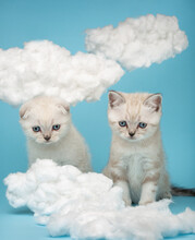 Two Small Kittens With A Sad Expression Look At A Homemade Cotton Cloud.