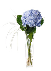 Wall Mural - Blue hydrangea stands in a tall glass vase on a white background.