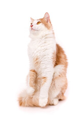 Wall Mural - Beautiful big domestic cat looks up and stands on its hind legs on a white background.