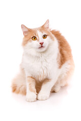 Wall Mural - Domestic cat with a surprised expression sits on a white background.