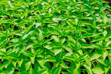 Wall Mural - The sun shines on the pepper seedlings in the greenhouse.