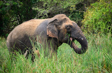 Large Asian Elephant Standing In The Marsh And Eating Fresh Green Grass, Putting The Grass Into The Mouth By The Long Trunk, Side View Of The Majestic Sri Lankan Elephant At Yala National Park.