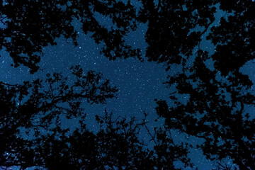 Wall Mural - view of the starry sky in the forest