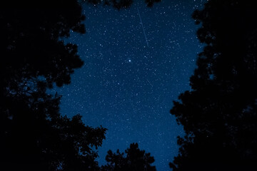 Wall Mural - view of the starry sky in the forest