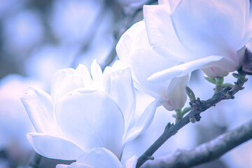 Wall Mural - Close-up of pink magnolia flowers in full bloom.