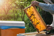 Beekeeper working collect honey. Beekeeping concept. Farmer wearing bee suit working with honeycomb in apiary. Beekeeping in countryside. Organic farming.