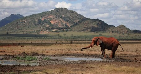 Poster - An elephant drinks water in the Tsavo reserve