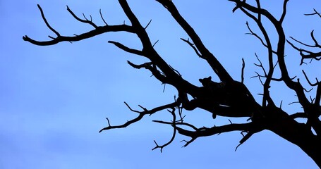 Wall Mural - a leopard rests in a tree in the tsavo game reserve