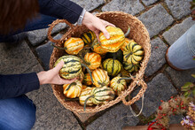 Top View Of A Woman Selecting Yellow Gourds From A Basket At The Farmers Market