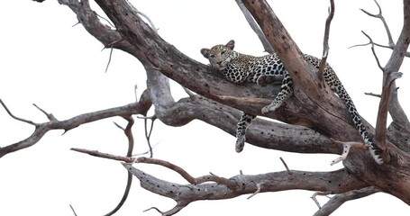 Wall Mural - a leopard rests in a tree in the tsavo game reserve