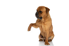 Funny Bullmastiff Dog Looking To Side And Holding Paw Up