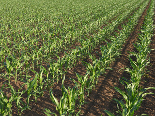 Wall Mural - young green corn field in spring in Vojvodina