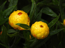 Yellow Straw Flower Plant In The Rain, With Closed Flower Heads   