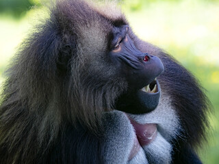 Wall Mural - Portrait of an adult male Gelada, Theropithecus gelada, with his mouth open.