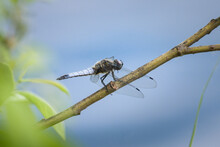A Scarce Chaser Dragonfly Resting Near Water