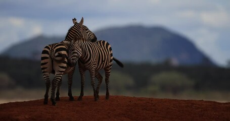 Wall Mural - two zebras hug each other in the tsavo game reserve