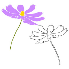 Wall Mural - Set of cosmos flower branch vector simple illustration isolated on white background. Black outline hand drawn sketch and colored version. Floral vector for childrens illustration, summer design.
