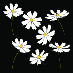 Wall Mural - Set of cosmos flower branch vector simple illustration isolated on black background. Outline hand drawn colored version. Floral vector for childrens illustration, summer design.