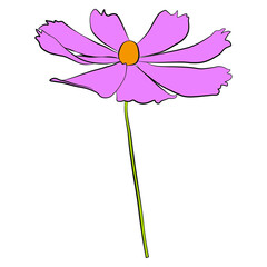 Wall Mural - Single cosmos flower vector simple illustration isolated on white background. Hand drawn colored version. Floral vector for childrens illustration, summer design, screen printing.